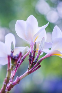 Beyaz Frangipani çiçeklerini kapat, Tayland