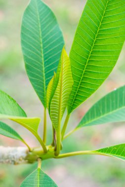 Ağaçta Frangipani yaprağı, Tayland