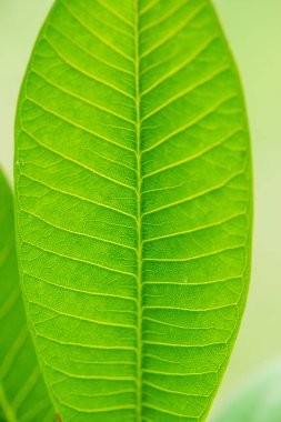 Ağaçta Frangipani yaprağı, Tayland