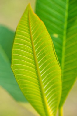 Ağaçta Frangipani yaprağı, Tayland