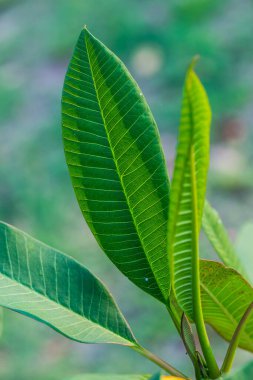 Ağaçta Frangipani yaprağı, Tayland