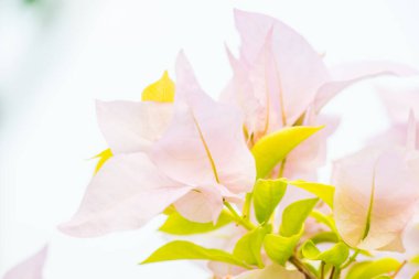 Tayland 'daki Pembe Begonvil Çiçekleri' ni kapatın.