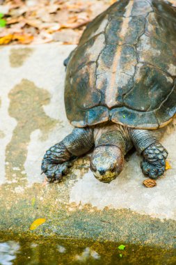 Turuncu Kafalı Tapınak Terrapin veya Dev Asya Gölet Kaplumbağası, Tayland
