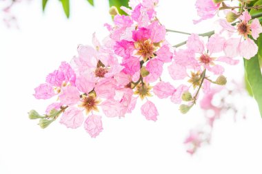 Beyaz gökyüzü ile Lagerstroemia çiçekleri, Tayland