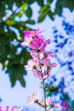Lagerstroemia çiçekleri mavi gökyüzü, Tayland