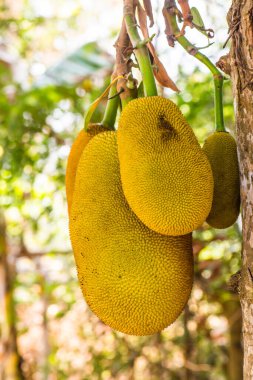 Ağaçta Jackfruit, Tayland