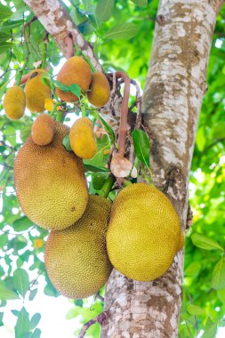 Ağaçta Jackfruit, Tayland