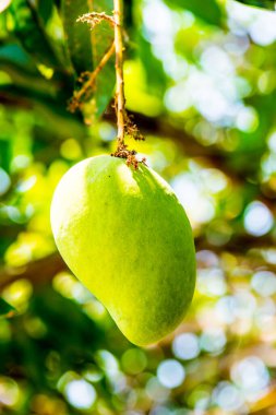 Ağaçta mango meyvesi, Tayland