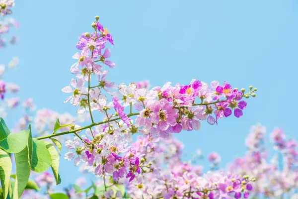 Lagerstroemia çiçekleri mavi gökyüzü, Tayland