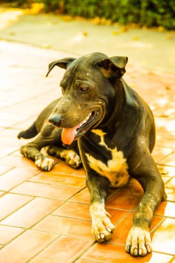 Tayland 'da yerde siyah bir köpek var..