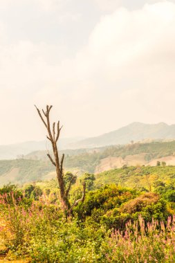 Tayland Phu Langka Ulusal Parkı 'nda güzel bir manzara..