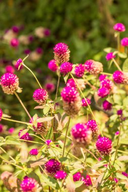 Bahçede, Tayland 'da Yerküre Amaranth çiçeği.
