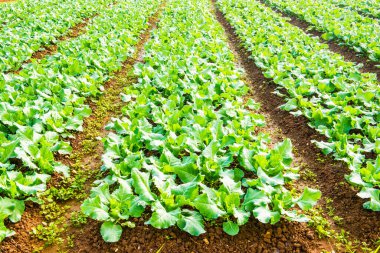 Sebze bahçesinde yeşil Çin lahanası, Tayland.