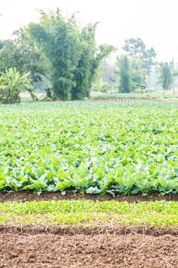 Sebze bahçesinde yeşil Çin lahanası, Tayland.