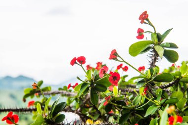 Doğal manzaralı Poi Sian çiçekleri, Tayland.