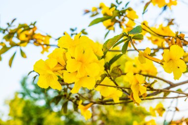 Cüce Altın Trompet çiçek Tayland, Tayland