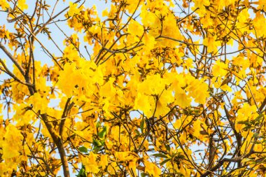 Cüce Altın Trompet çiçek Tayland, Tayland