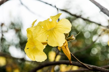 Cüce Altın Trompet çiçek Tayland, Tayland