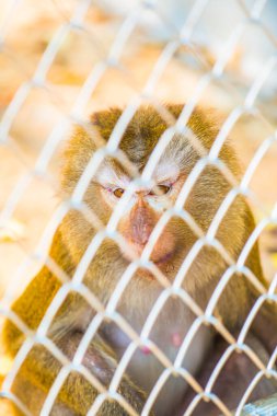 Rhesus Macaque, Tayland 'daki kafeste.