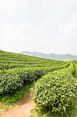 Tayland, Tayland 'da çay çiftliği