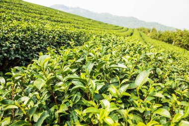 Yeşil çay yapraklarının arka planı, Tayland