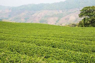 Tayland, Tayland 'da çay çiftliği