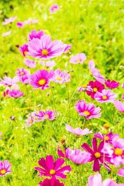 Kozmos tarlası çiçeği, Tayland