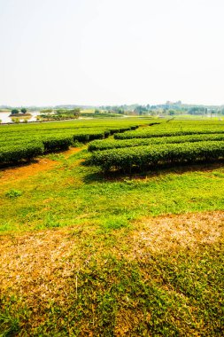 Tayland, Tayland 'da çay çiftliği