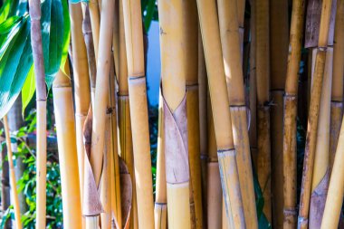 Sarı bambu arka plan, Tayland