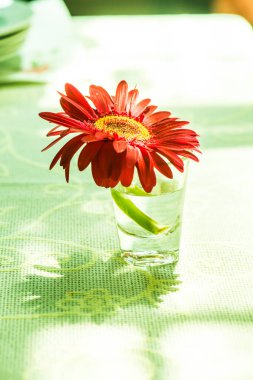 Camda Gerbera çiçeği, Tayland