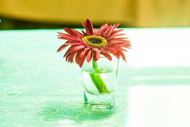 Camda Gerbera çiçeği, Tayland