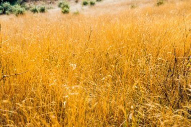 Tayland 'da, dağda kuru çimenler