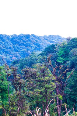 Doi Inthanon Ulusal Parkı, Tayland Ormanı