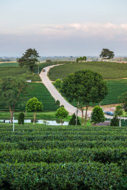 Tayland, Tayland 'daki çay çiftliğinin manzarası.
