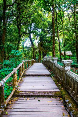 Doi Inthanon Ulusal Parkı 'nda Doi Trail, Tayland