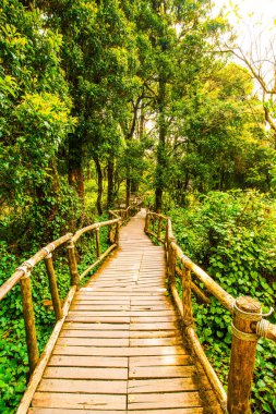Doi Inthanon Ulusal Parkı 'nda Doi Trail, Tayland