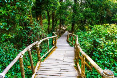 Doi Inthanon Ulusal Parkı 'nda Doi Trail, Tayland
