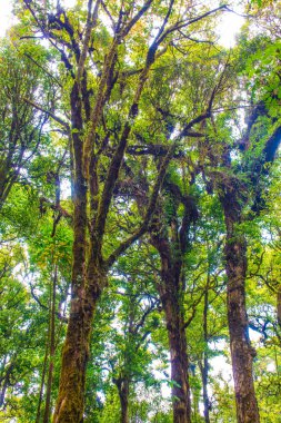 Doi Inthanon Ulusal Parkı, Tayland 'da orman bolluğu