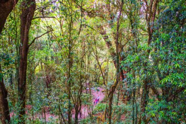 Doi Inthanon Ulusal Parkı, Tayland 'da orman bolluğu