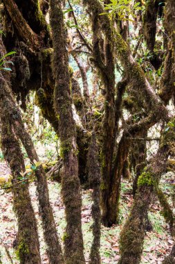 Doi Inthanon Ulusal Parkı, Tayland 'da orman bolluğu