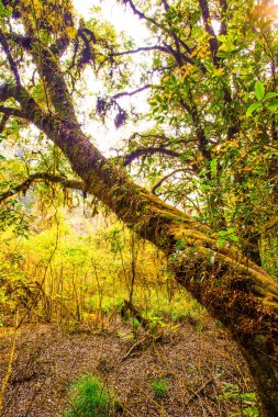 Doi Inthanon Ulusal Parkı, Tayland 'da orman bolluğu
