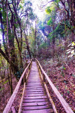 Doi Inthanon Ulusal Parkı 'nda Doi Trail, Tayland