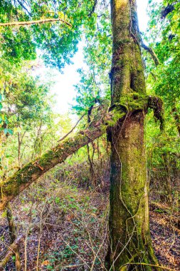 Doi Inthanon Ulusal Parkı, Tayland 'da orman bolluğu