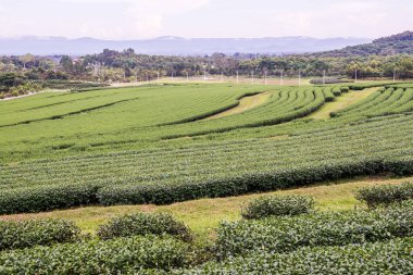 Tayland, Tayland 'da çay çiftliği.