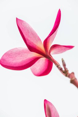 Pembe Frangipani çiçeğine yakın çekim, Tayland.