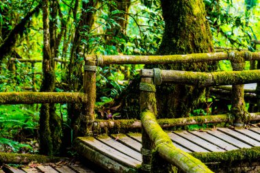 Doi Inthanon Ulusal Parkı 'nda Doi Trail, Tayland