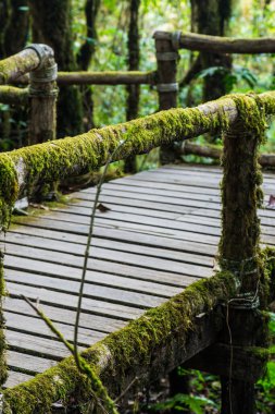 Doi Inthanon Ulusal Parkı 'nda Doi Trail, Tayland