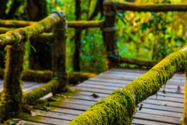 Doi Inthanon Ulusal Parkı 'nda Doi Trail, Tayland