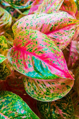 Caladium yaprakları arka planda, Tayland