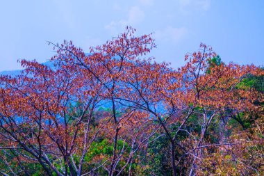 Tayland, ormandaki ağaç tepesi